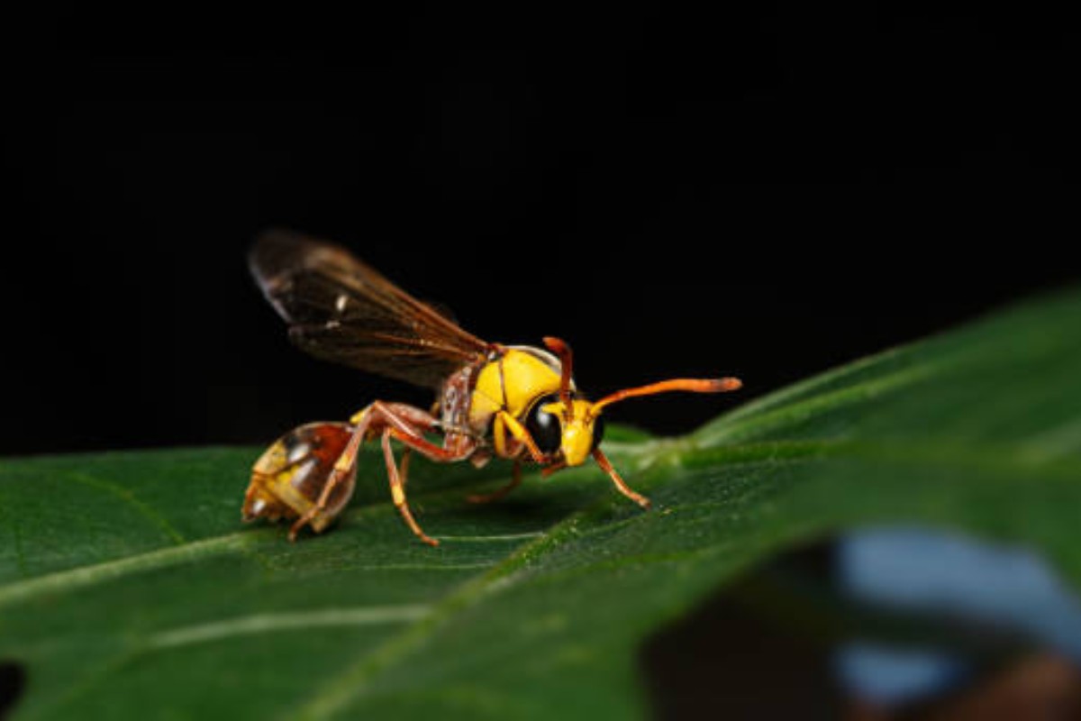 Mud Dauber Sting Symptoms, Treatment, and Prevention