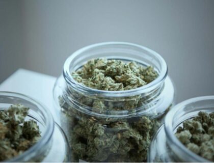 Cannabis Landrace Strains